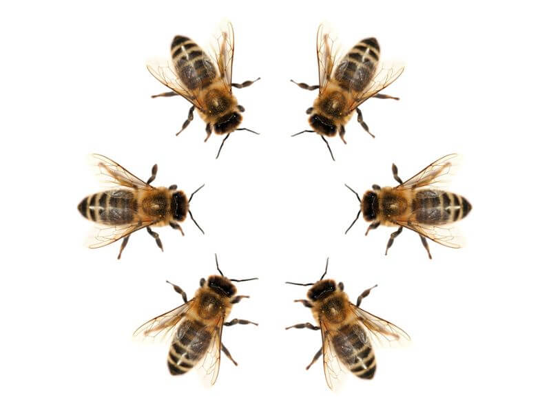 Image of six bees in a circular formation.