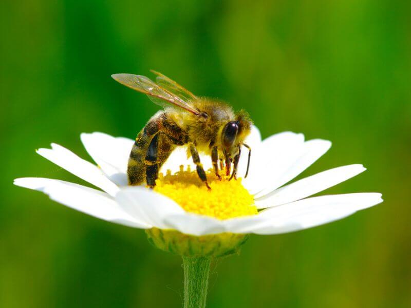 A bee pollinating a white flower. (Photo: Ale-ks via Depositphotos)