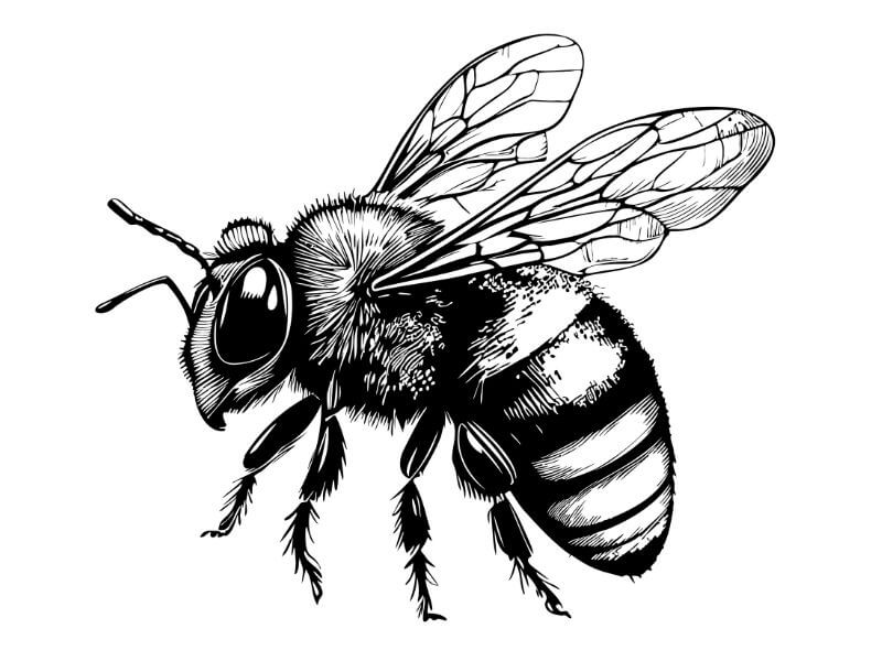 Black and white bee sketch