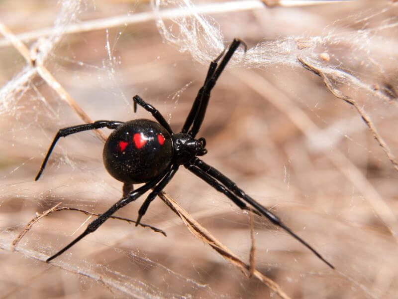 Uma aranha viúva negra em uma teia. 
