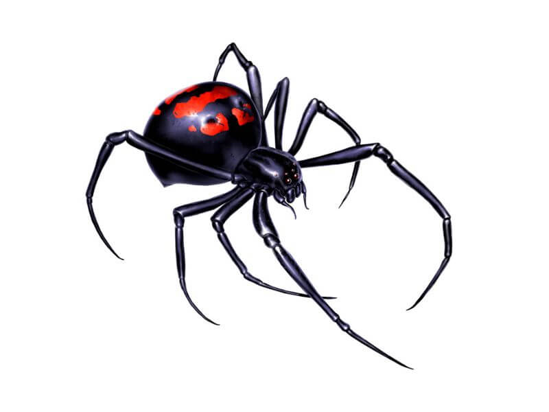 Realistic black widow spider design 