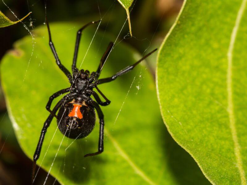 Aranha viúva negra em uma teia com folhas ao fundo.