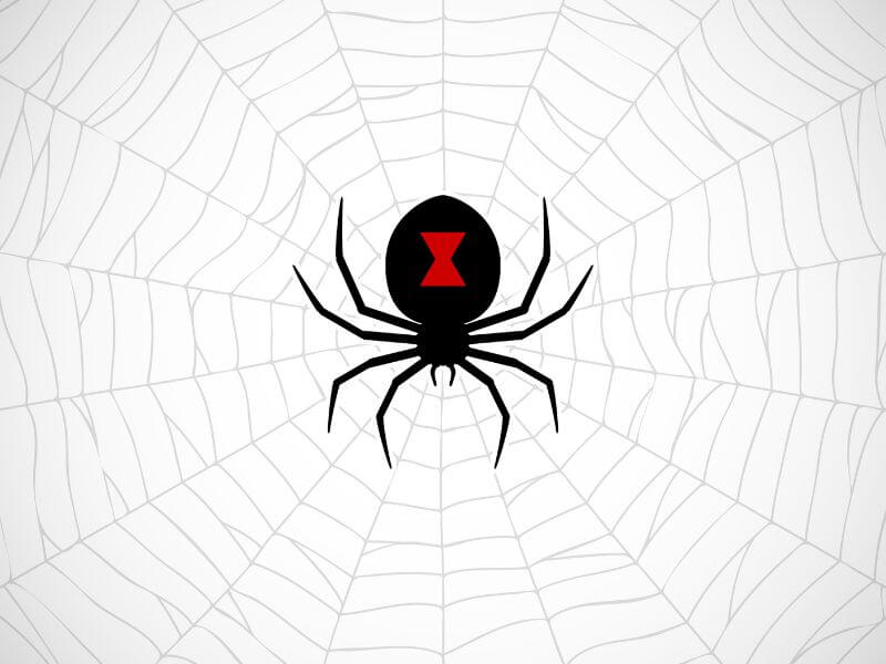 Black widow spider on a web. 
