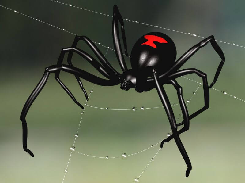 Digital illustration of a black widow spider. 