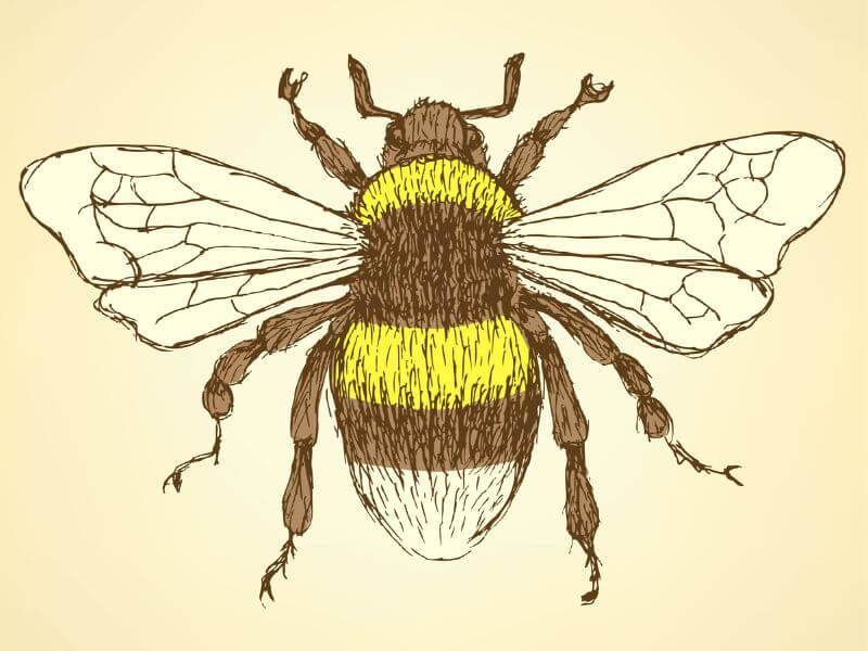 Diseño vintage de Bumblebee. 