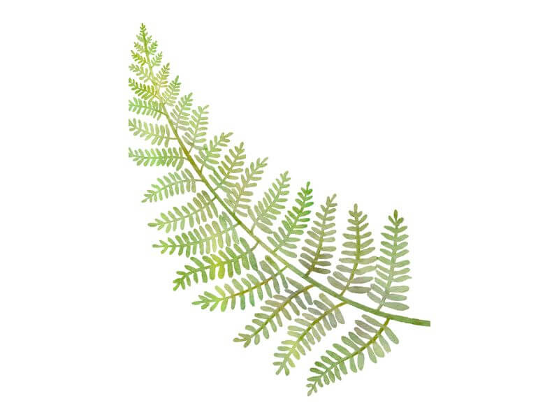 A fern leaf design.