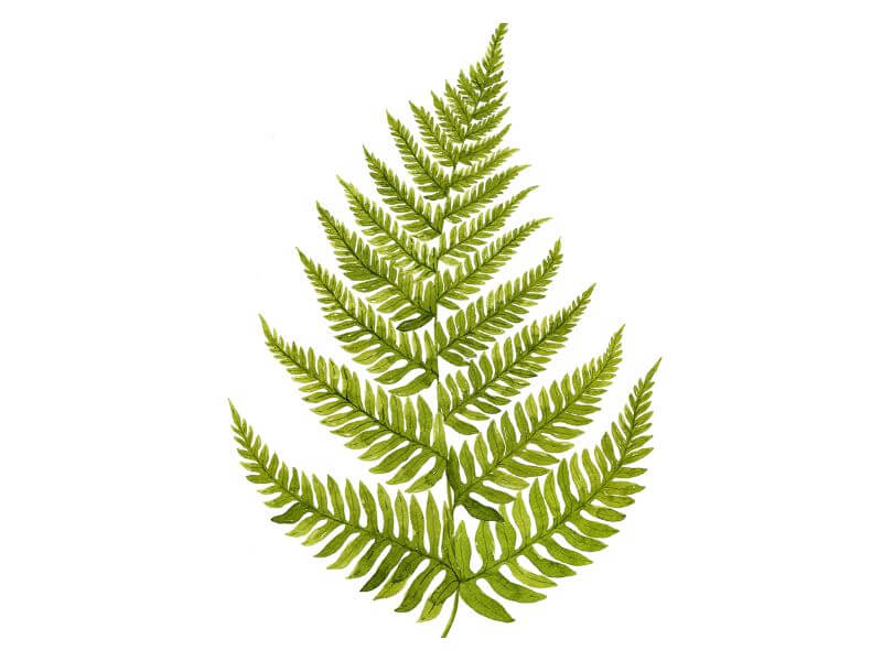 A simple leaf fern design. 
