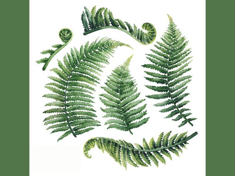 Selection of fern tattoo designs. 