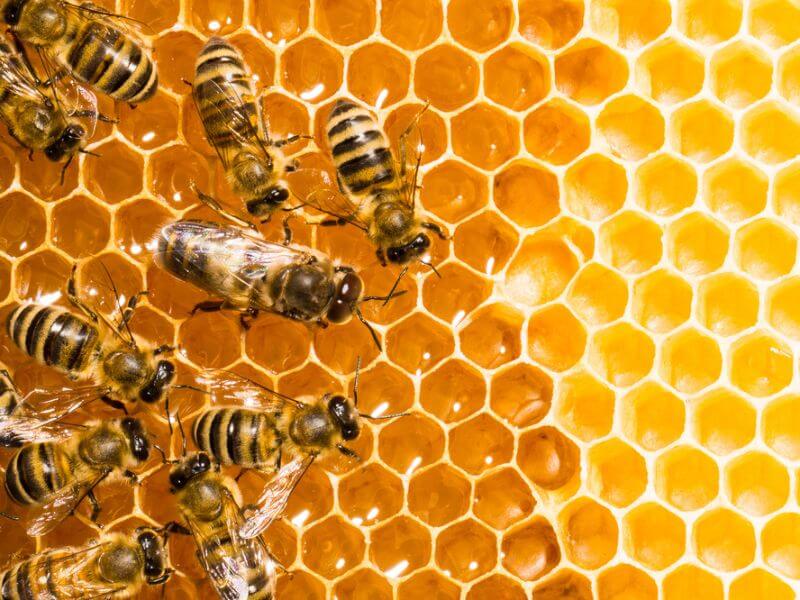 Bees working together on a honeycomb. 