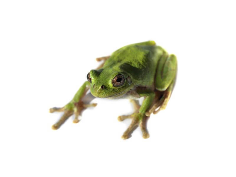 Japanese Tree Frog, Hyla japonica. 