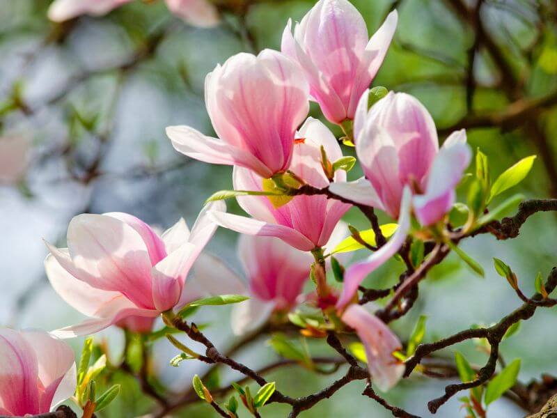 Magnolia flowers in full bloom. 