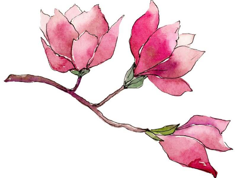 Pink watercolor magnolia flower. 