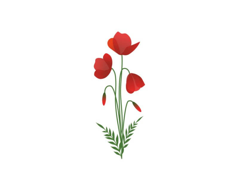 Poppy flower with buds and stem design. 