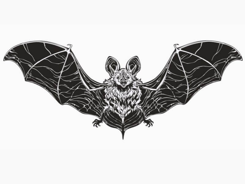 Realistic black and white bat design 