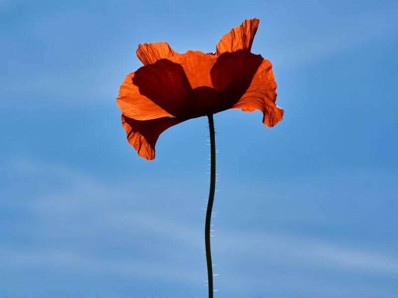 Poppy flower against the blue sky. 