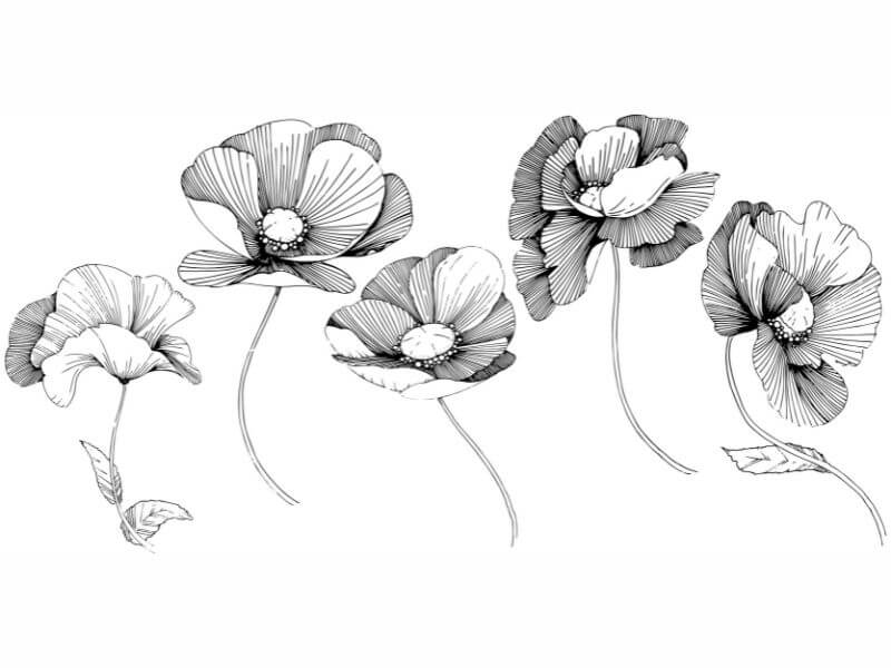 Black and white sketch of poppy flowers. 