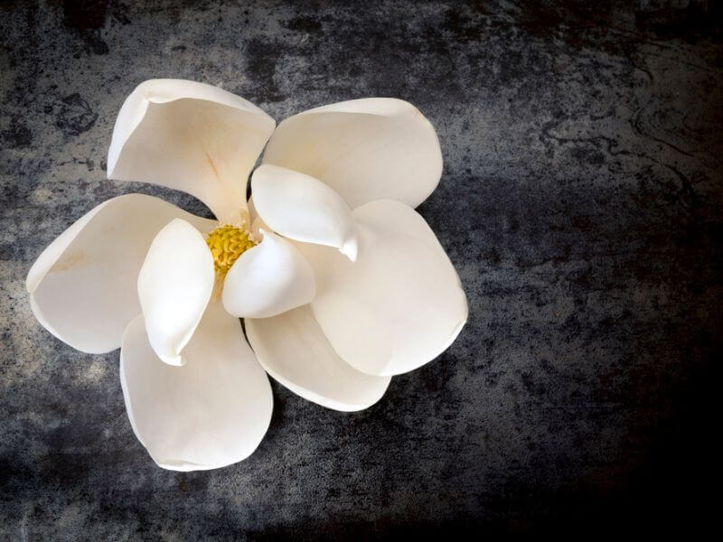 Single white magnolia flower. 